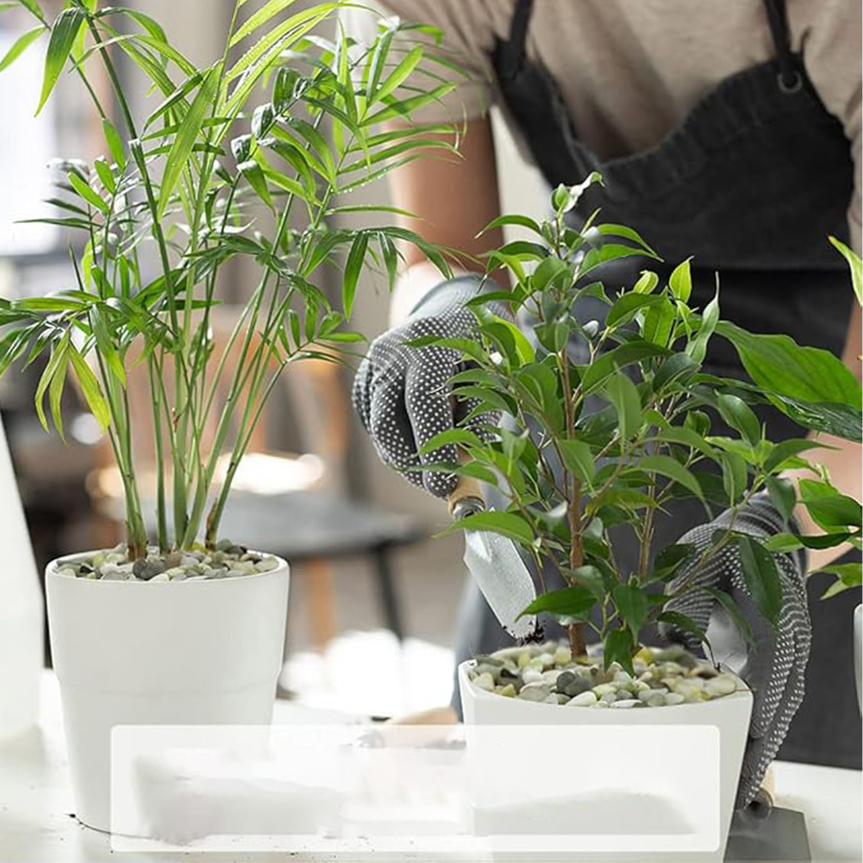즙이 많고 선인장 조약돌, 1/5인치 옥 천연 장식 광 - Succulent Planter Pot 리뷰 및 가격